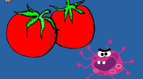 Virus Alerte rouge sur la tomate