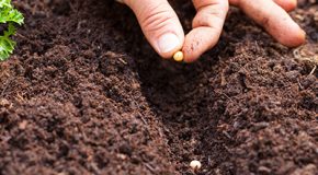 Jardinage : les semences paysannes restent autorisées pour les amateurs