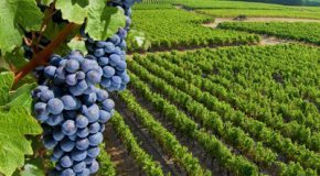 Plantations de vignes : les vignerons contre la libéralisation