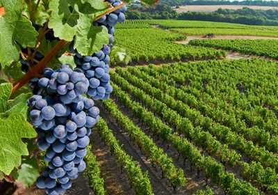 Plantations de vignes : les vignerons contre la libéralisation