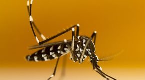 Moustique tigre : une panoplie de tests pour s’en protéger