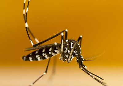 Moustique tigre : une panoplie de tests pour s’en protéger